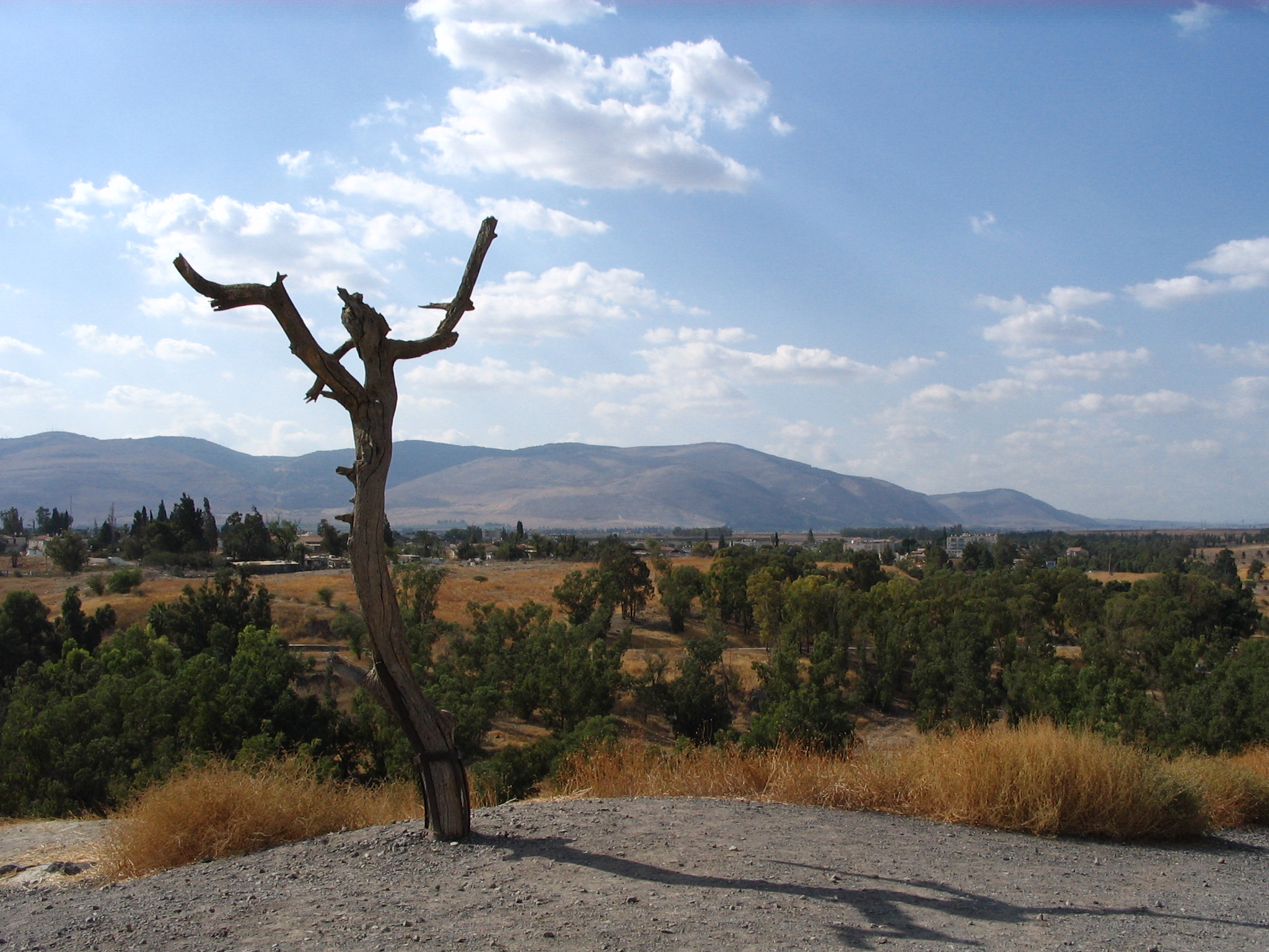 Hanging tree in Israel
